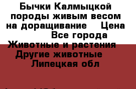 Бычки Калмыцкой породы живым весом на доращивание. › Цена ­ 135 - Все города Животные и растения » Другие животные   . Липецкая обл.